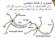 پاورپوینت سیستم عصبی: ساختار و کنترل حرکت
